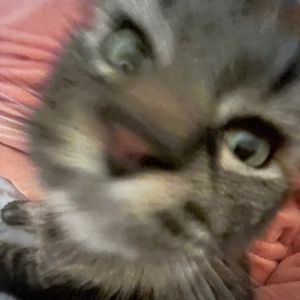 Meet your Posher, Olive